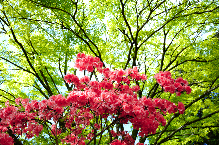 シグマ SIGMA 35mm F1.4 DG DN | Art ／ 奈良 宇陀 鳥見山のツツジ